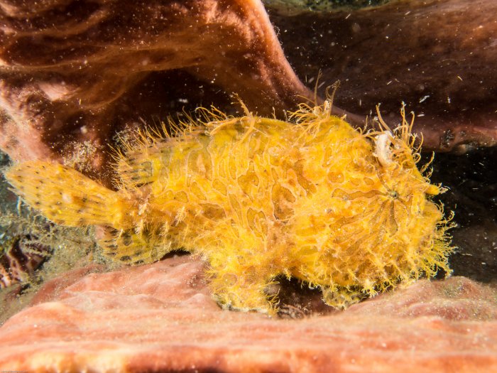 Hairy Yellow Painted Frogfish